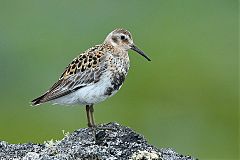 Rock Sandpiper